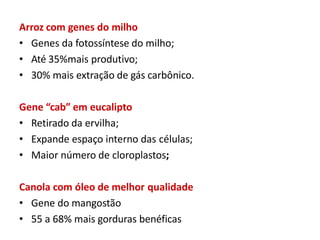 Arroz com genes do milho
• Genes da fotossíntese do milho;
• Até 35%mais produtivo;
• 30% mais extração de gás carbônico.
Gene “cab” em eucalipto
• Retirado da ervilha;
• Expande espaço interno das células;
• Maior número de cloroplastos;
Canola com óleo de melhor qualidade
• Gene do mangostão
• 55 a 68% mais gorduras benéficas
 