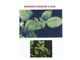 Batatinha resistente a virus
 