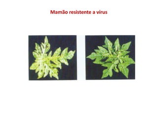 Mamão resistente a vírus
 
