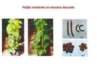 Feijão resistente ao mosaico dourado
 