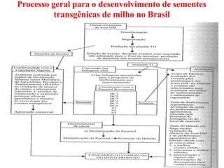 Processo geral para o desenvolvimento de sementes
transgênicas de milho no Brasil
 