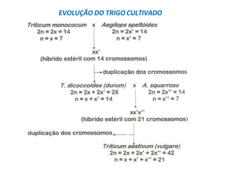 EVOLUÇÃO DO TRIGO CULTIVADO
 