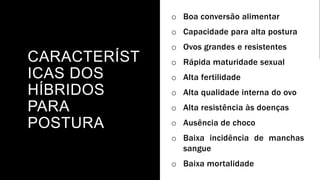 CARACTERÍST
ICAS DOS
HÍBRIDOS
PARA
POSTURA
o Boa conversão alimentar
o Capacidade para alta postura
o Ovos grandes e resistentes
o Rápida maturidade sexual
o Alta fertilidade
o Alta qualidade interna do ovo
o Alta resistência às doenças
o Ausência de choco
o Baixa incidência de manchas
sangue
o Baixa mortalidade
 