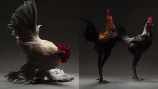 AULA BOA RAÇAS AVES.pdf