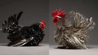 AULA BOA RAÇAS AVES.pdf