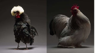 AULA BOA RAÇAS AVES.pdf