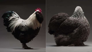 AULA BOA RAÇAS AVES.pdf