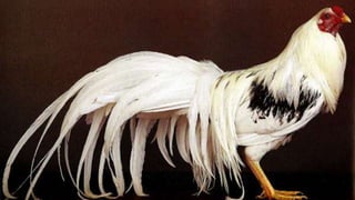 AULA BOA RAÇAS AVES.pdf