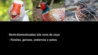 Semi-domesticadas são aves de caça
- Faisões, gansos, codornas e patos
 