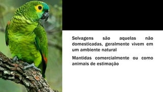 Selvagens são aquelas não
domesticadas, geralmente vivem em
um ambiente natural
Mantidas comercialmente ou como
animais de estimação
 