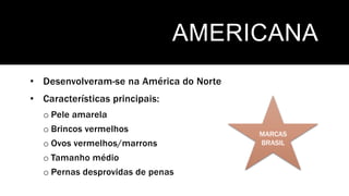 AMERICANA
• Desenvolveram-se na América do Norte
• Características principais:
o Pele amarela
o Brincos vermelhos
o Ovos vermelhos/marrons
o Tamanho médio
o Pernas desprovidas de penas
MARCAS
BRASIL
 