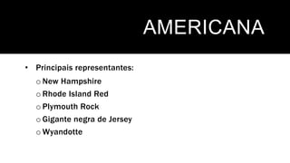 AMERICANA
• Principais representantes:
o New Hampshire
o Rhode Island Red
o Plymouth Rock
o Gigante negra de Jersey
o Wyandotte
 