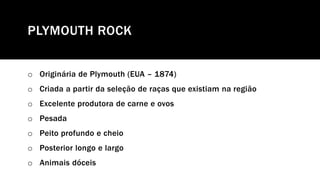PLYMOUTH ROCK
o Originária de Plymouth (EUA – 1874)
o Criada a partir da seleção de raças que existiam na região
o Excelente produtora de carne e ovos
o Pesada
o Peito profundo e cheio
o Posterior longo e largo
o Animais dóceis
 