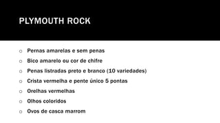 PLYMOUTH ROCK
o Pernas amarelas e sem penas
o Bico amarelo ou cor de chifre
o Penas listradas preto e branco (10 variedades)
o Crista vermelha e pente único 5 pontas
o Orelhas vermelhas
o Olhos coloridos
o Ovos de casca marrom
 