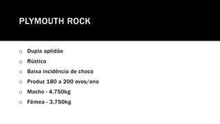 PLYMOUTH ROCK
o Dupla aptidão
o Rústica
o Baixa incidência de choco
o Produz 180 a 200 ovos/ano
o Macho - 4,750kg
o Fêmea - 3,750kg
 