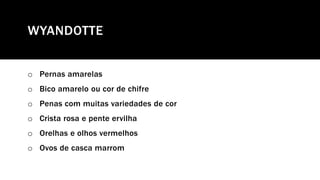 WYANDOTTE
o Pernas amarelas
o Bico amarelo ou cor de chifre
o Penas com muitas variedades de cor
o Crista rosa e pente ervilha
o Orelhas e olhos vermelhos
o Ovos de casca marrom
 