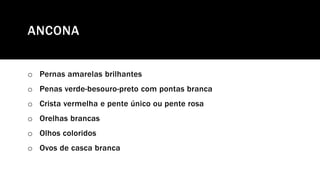 ANCONA
o Pernas amarelas brilhantes
o Penas verde-besouro-preto com pontas branca
o Crista vermelha e pente único ou pente rosa
o Orelhas brancas
o Olhos coloridos
o Ovos de casca branca
 
