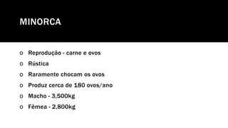 MINORCA
o Reprodução - carne e ovos
o Rústica
o Raramente chocam os ovos
o Produz cerca de 180 ovos/ano
o Macho - 3,500kg
o Fêmea - 2,800kg
 