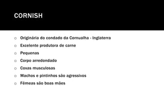 CORNISH
o Originária do condado da Cornualha - Inglaterra
o Excelente produtora de carne
o Pequenas
o Corpo arredondado
o Coxas musculosas
o Machos e pintinhos são agressivos
o Fêmeas são boas mães
 