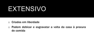 EXTENSIVO
o Criados em liberdade
o Podem debicar e esgravatar a volta da casa à procura
de comida
 
