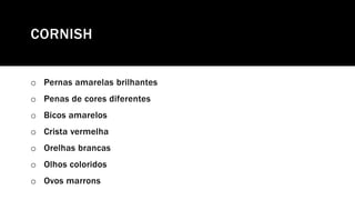CORNISH
o Pernas amarelas brilhantes
o Penas de cores diferentes
o Bicos amarelos
o Crista vermelha
o Orelhas brancas
o Olhos coloridos
o Ovos marrons
 