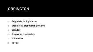 ORPINGTON
o Originária da Inglaterra
o Excelentes produtoras de carne
o Grandes
o Corpos arredondados
o Volumosas
o Dóceis
 