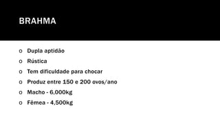 BRAHMA
o Dupla aptidão
o Rústica
o Tem dificuldade para chocar
o Produz entre 150 e 200 ovos/ano
o Macho - 6,000kg
o Fêmea - 4,500kg
 
