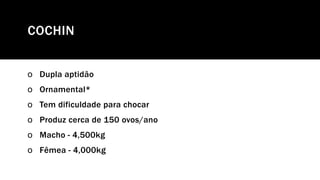 COCHIN
o Dupla aptidão
o Ornamental*
o Tem dificuldade para chocar
o Produz cerca de 150 ovos/ano
o Macho - 4,500kg
o Fêmea - 4,000kg
 