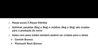 o Raças puras X Raças híbridas
o Galinhas pesadas (6kg a 8kg) e médias (4kg a 6kg) são criadas
para a produção de carne
o Galos com peso médio também podem ser criados para o abate
 Cornish Branca
 Plymouth Rock Branca
 