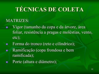 10
TÉCNICAS DE COLETA
MATRIZES:
 Vigor (tamanho da copa e da árvore, área
foliar, resistência a pragas e moléstias, vento,
etc);
 Forma do tronco (reto e cilíndrico);
 Ramificação (copa frondosa e bem
ramificada);
 Porte (altura e diâmetro);
 