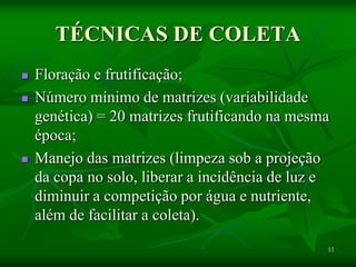 11
TÉCNICAS DE COLETA
 Floração e frutificação;
 Número mínimo de matrizes (variabilidade
genética) = 20 matrizes frutificando na mesma
época;
 Manejo das matrizes (limpeza sob a projeção
da copa no solo, liberar a incidência de luz e
diminuir a competição por água e nutriente,
além de facilitar a coleta).
 