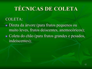 12
TÉCNICAS DE COLETA
COLETA:
 Direta da árvore (para frutos pequenos ou
muito leves, frutos deiscentes, anemocóricos);
 Coleta do chão (para frutos grandes e pesados,
indeiscentes);
 