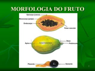 7
MORFOLOGIA DO FRUTO
 