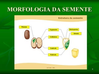 8
MORFOLOGIA DA SEMENTE
 