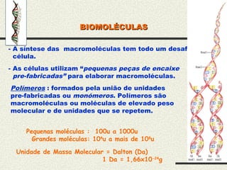 BIOMOLÉCULAS
BIOMOLÉCULAS
- A síntese das macromoléculas tem todo um desafío para a
célula.
- As células utilizam “pequenas peças de encaixe
pre-fabricadas” para elaborar macromoléculas.
Polímeros : formados pela união de unidades
pre-fabricadas ou monómeros. Polímeros são
macromoléculas ou moléculas de elevado peso
molecular e de unidades que se repetem.
Pequenas moléculas : 100u a 1000u
Grandes moléculas: 104
u a mais de 108
u
Unidade de Massa Molecular = Dalton (Da)
1 Da = 1,66x10-24
g
 
