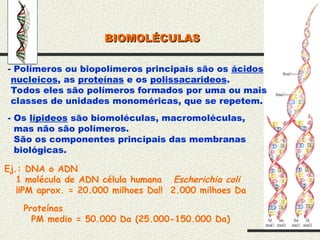 BIOMOLÉCULAS
BIOMOLÉCULAS
- Polímeros ou biopolímeros principais são os ácidos
nucleicos, as proteínas e os polissacarideos.
Todos eles são polímeros formados por uma ou mais
classes de unidades monoméricas, que se repetem.
- Os lípideos são biomoléculas, macromoléculas,
mas não são polímeros.
São os componentes principais das membranas
biológicas.
Ej.: DNA o ADN
1 molécula de ADN célula humana Escherichia coli
¡¡PM aprox. = 20.000 milhoes Da!! 2.000 milhoes Da
Proteínas
PM medio = 50.000 Da (25.000-150.000 Da)
 
