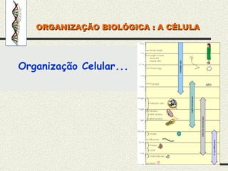 Organização Celular...
ORGANIZAÇÃO BIOLÓGICA : A CÉLULA
ORGANIZAÇÃO BIOLÓGICA : A CÉLULA
 
