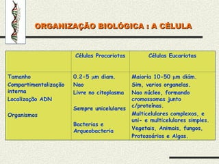 Células Procariotas Células Eucariotas
Tamanho
Compartimentalização
interna
Localização ADN
Organismos
0.2-5 m diam.
Nao
Livre no citoplasma
Sempre unicelulares
Bacterias e
Arqueobacteria
Maioria 10-50 m diám.
Sim, varios organelas.
Nao núcleo, formando
cromossomas junto
c/proteínas.
Multicelulares complexos, e
uni- e multicelulares simples.
Vegetais, Animais, fungos,
Protozoários e Algas.
ORGANIZAÇÃO BIOLÓGICA : A CÉLULA
ORGANIZAÇÃO BIOLÓGICA : A CÉLULA
 