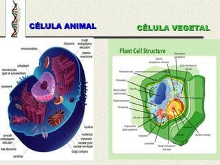 CÉLULA ANIMAL
CÉLULA ANIMAL CÉLULA VEGETAL
CÉLULA VEGETAL
 