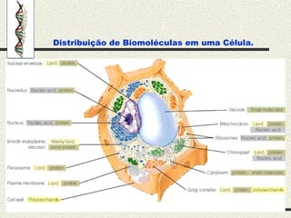 Distribuição de Biomoléculas em uma Célula.
 