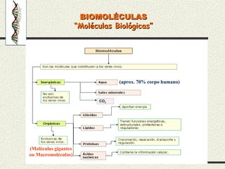 BIOMOLÉCULAS
BIOMOLÉCULAS
“
“Moléculas Biológicas”
Moléculas Biológicas”
(aprox. 70% corpo humano)
(Moléculas gigantes
ou Macromoléculas)
CO2
 