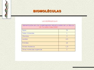 BIOMOLÉCULAS
BIOMOLÉCULAS
 