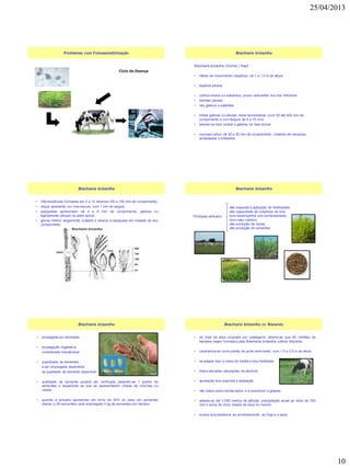 25/04/2013
10
Ciclo da Doença
Problemas com Fotossensibilização
Brachiaria brizantha (Hochst.) Stapf
• hábito de crescimento cespitoso, de 1 a 1,5 m de altura
• espécie perene
• colmos eretos ou suberetos, pouco radicantes nos nós inferiores
• bainhas pilosas
• nós glabros e salientes.
• folhas glabras ou pilosas, linear-lanceoladas (com 50 até 400 mm de
comprimento e com largura de 6 a 15 mm)
• pilosas na face ventral e glabras na fase dorsal
• rizomas curtos, de 30 a 50 mm de comprimento, cobertos de escamas
amareladas e brilhantes
Brachiaria brizantha
• Inflorescências formadas por 2 a 12 rácemos (50 a 150 mm de comprimento)
• ráquis apresenta cor roxa escura, com 1 mm de largura
• espiguetas apresentam de 4 a 6 mm de comprimento, glabras ou
ligeiramente pilosas na parte apical
• gluma inferior largamente ovalada e abarca a espigueta em metade de seu
comprimento
Brachiaria brizantha
Principais atributos
Brachiaria brizantha
alta resposta à aplicação de fertilizantes
alta capacidade de cobertura do solo
bom desempenho sob sombreamento
bom valor nutritivo
alta produção de raízes
alta produção de sementes
• propagada por sementes
• propagação vegetativa
considerada impraticável
• quantidade de sementes
a ser empregada dependerá
da qualidade de semente disponível
• qualidade da semente poderá ser verificada pesando-se 1 grama de
sementes e separando as que se apresentarem cheias de chochas ou
vazias
• quando a amostra apresentar em torno de 20% do peso em sementes
cheias (± 60 sementes) será empregado 4 kg de sementes por hectare.
Brachiaria brizantha
• do total da área ocupada por pastagens, estima-se que 60 milhões de
hectares sejam formados pela Brachiaria brizantha cultivar Marandu
• caracteriza-se como planta de porte semi-ereto, com 1,5 a 2,0 m de altura
• se adapta bem a solos de média e boa fertilidade
• tolera elevadas saturações de alumínio
• apresenta boa resposta a adubação
• não tolera solos encharcados e é suscetível a geadas
• adapta-se até 3.000 metros de altitude, precipitação anual ao redor de 700
mm e cerca de cinco meses de seca no inverno
• possui boa tolerância ao sombreamento, ao fogo e à seca
Brachiaria brizantha cv. Marandu
 