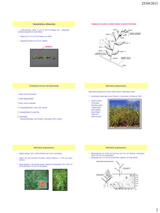 25/04/2013
2
Características diferenciais
• A inflorescência mede 11 a 24 cm, tem 3-7 espigas com espiguetas
solitárias dispostas em duas fileiras
• Ráquis com 1,5 a 3 mm de largura com pêlos
• Espigueta obtusa de 4-4,6 mm, glabras
Espigueta
Espigueta com gluma e antécio típicos do gênero Brachiaria.
1. Baixo nível de nutrientes
2. Baixa digestibilidade
3. Baixo nível de ingestão
4. Conseqüentemente, baixo valor nutritivo
5. Susceptibilidade à cigarrinha
6. Intoxicação:
fotossensibilização; cara inchada; intoxicação nitrito e nitrato
Problemas comuns das Brachiarias
Brachiaria purpurascens (Forsk) Stapf (anterior: Brachiaria mutica)
• inicialmente classificada como Panicum e introduzida no Brasil em 1820
• nomes comuns:
"Para grass"
"Mauritius grass"
"Angola grass“
capim-angola
capim-bengo
capim-fino,
capim-do-pará
Brachiaria purpurascens
• éspécie perene com colmos floríferos de 2 a 6 m, prostrados
• muitos nós que enraízam formando densa cobertura e nós com pelos
brancos
• folhas glabras ou levemente pilosas, lineares e lanceoladas (100 a 300 mm
de comprimento e 8 a 20 mm de largura)
Brachiaria purpurascens
• Inflorescências em forma de panícula com 10 a 20 rácemos ramificados
(250 a 150 mm de comprimento)
• Espiguetas de 3 a 4 mm de comprimento, glabras, em duas fileiras
Brachiaria purpurascens
 