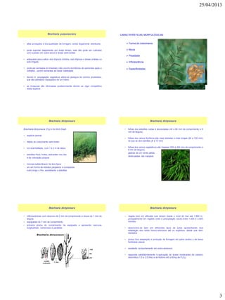 25/04/2013
3
• altas produções e boa qualidade de forragem, sendo largamente distribuída
• pode suportar alagamento por longo tempo, mas não pode ser cultivada
com sucesso em solos secos e áreas semi-áridas.
• adequada para cultivo nos trópicos úmidos, sub-trópicos e áreas úmidas ou
solo irrigado.
• pode ser semeada de imediato (não ocorre dormência de sementes após a
colheita) , porém sementes de baixa viabilidade.
• devido à propagação vegetativa utiliza-se pedaços de colmos prostrados,
que são plantados espaçados de um metro.
• as invasoras são eliminadas posteriormente devido ao vigor competitivo
desta espécie.
Brachiaria purpurascens CARACTERÍSTICAS MORFOLÓGICAS:
 Forma de crescimento
 Altura
 Pilosidade
 Inflorescência
 Especificidades
Brachiaria dictyoneura (Fig & De Mot) Stapf
• espécie perene
• hábito de crescimento semi-ereto
• cor avermelhada, com 1 a 2 m de altura
• estolões finos, fortes, radicantes nos nós
e de coloração púrpura
• rizomas subterrâneos de dois tipos:
um em forma de nódulos pequenos e compactos
outro longo e fino, semelhante a estolões
Brachiaria dictyoneura
• folhas dos estolões curtas e lanceoladas (40 a 60 mm de comprimento e 8
mm de largura)
• folhas dos ramos floríferos são mais estreitas e mais longas (80 a 150 mm)
do que as dos estolões (8 a 10 mm)
• folhas dos ramos vegetativos são lineares (300 a 400 mm de comprimento e
8 mm de largura),
glabras de cor verde pálida,
denticuladas nas margens.
Brachiaria dictyoneura
• inflorescências com rácemos de 2 mm de comprimento e ráquis de 1 mm de
largura
• espiguetas de 7 mm de comprimento
• primeira gluma do comprimento da espigueta e apresenta nervuras
longitudinais, numerosas e paralelas
Brachiaria dictyoneura
• vegeta bem em altitudes que variam desde o nível do mar até 1.800 m,
principalmente em regiões onde a precipitação oscila entre 1.500 e 3.500
mm/ano
• desenvolve-se bem em diferentes tipos de solos apresentando boa
adaptação aos solos franco-arenosos até os argilosos, desde que bem
drenados
• possui boa adaptação e produção de forragem em solos ácidos e de baixa
fertilidade natural
• excelente comportamento em solos arenosos
• responde satisfatoriamente à aplicação de doses moderadas de calcário
dolomítico (1,5 a 2,0 t/ha) e de fósforo (40 a 80 kg de P2O5).
Brachiaria dictyoneura
 