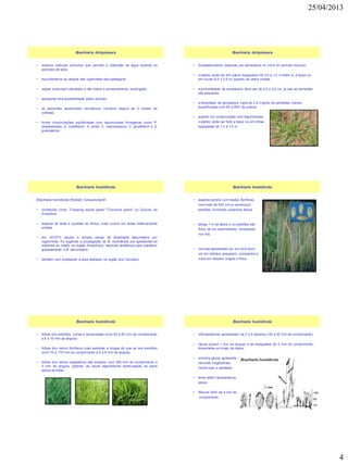 25/04/2013
4
• sistema radicular profundo que permite a obtenção de água durante os
períodos de seca
• boa tolerância ao ataque das cigarrinhas-das-pastagens
• requer solos bem drenados e não tolera o encharcamento prolongado
• apresenta boa aceitabilidade pelos animais
• as sementes apresentam dormência, inclusive depois de 8 meses de
colhidas
• forma consorciações equilibradas com leguminosas forrageiras como P.
phaseoloides, D. ovalifolium, A. pintoi, C. macrocarpum, C. acutifolium e S.
guainaensis
Brachiaria dictyoneura
• Estabelecimento realizado por semeadura no início do período chuvoso
• o plantio pode ser em sulcos espaçados de 0,5 a 1,0 m entre si, a lanço ou
em covas (0,5 x 0,5 m) quando se utiliza mudas
• a profundidade de semeadura deve ser de 2,0 a 3,0 cm, já que as sementes
são pequenas
• a densidade de semeadura varia de 2 a 3 kg/ha de sementes viáveis
escarificadas com 90 a 95% de pureza
• quando em consorciação com leguminosas,
o plantio pode ser feito a lanço ou em linhas
espaçadas de 1,0 a 1,5 m.
Brachiaria dictyoneura
Brachiaria humidicola (Rendel) Schuwnickerdt
• conhecida como "Creeping signal grass","Coronivia grass" ou Quicuio da
Amazônia
• espécie do leste e sudeste da África, onde ocorre em áreas relativamente
úmidas
• em 1972/73 devido a perdas sérias de Brachiaria decumbens por
cigarrinhas, foi sugerida a propagação de B. humidicola por apresentar-se
tolerante ao inseto na região Amazônica, havendo tendência para substituir
gradualmente a B. decumbens
• também vem ampliando a área plantada na região dos Cerrados
Brachiaria humidicola
• espécie perene com hastes floríferas
com mais de 500 mm e numerosos
estolões, formando cobertura densa
• atinge 1 m de altura e os estolões são
finos, de cor avermelhada, enraizando
nos nós.
• rizomas apresentam-se em dois tipos:
um em nódulos pequenos, compactos e
outro em nódulos longos e finos,
Brachiaria humidicola
• folhas dos estolões curtas e lanceoladas (com 50 a 60 mm de comprimento
e 8 a 10 mm de largura)
• folhas dos ramos floríferos mais estreitas e longas do que as dos estolões
(com 70 a 170 mm de comprimento e 6 a 8 mm de largura)
• folhas dos ramos vegetativos são lineares, com 300 mm de comprimento e
5 mm de largura, glabras, às vezes ligeiramente denticuladas na parte
apical da folha.
Brachiaria humidicola
• inflorescências apresentam de 2 a 5 rácemos (30 a 40 mm de comprimento)
• ráquis possui 1 mm de largura e as espiguetas de 5 mm de comprimento,
bisseriadas ao longo da ráquis
• primeira gluma apresenta
nervuras longitudinais
numerosas e paralelas
• lema estéril apresenta-se
piloso
• flósculo fértil de 4 mm de
comprimento
Brachiaria humidicola
 