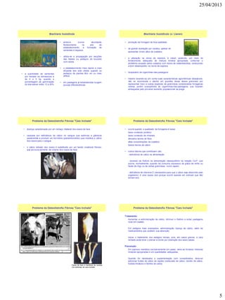25/04/2013
5
• embora ocorra abundante
florescimento no ano de
estabelecimento, a formação de
sementes é esparsa
• utiliza-se a propagação por secções
das hastes ou pedaços de touceira
com raízes
• o estabelecimento mais rápido e mais
eficiente tem sido obtido quando os
pedaços de plantas têm um ou mais
afilhos
• em pastagens já estabelecidas surgem
poucas inflorescências
Brachiaria humidicola
• a quantidade de sementes
por hectare na semeadura é
de 4 a 5 kg, quando a
porcentagem de germinação
do lote estiver entre 13 a 20%
• produção de forragem de boa qualidade
• de grande aceitação por cavalos, apesar de
apresentar níveis altos de oxalatos
• a utilização na recria de eqüinos, é viável, podendo, por meio do
fornecimento adequado de mistura mineral apropriada, contornar o
problema causado pelos oxalatos com riscos de osteodistrofias, conduzindo
a bom desempenho na recria de eqüinos
• hospedeiro de cigarrinhas-das-pastagens
• mesmo levando-se em conta suas características agronômicas desejáveis,
não se recomenda o plantio em grandes áreas dessa gramínea por
representar risco a outras espécies de gramíneas consideradas forrageiras
nobres, porém susceptíveis às cigarrinhas-das-pastagens, que ficariam
ameaçadas pelo provável aumento populacional da praga
Brachiaria humidicola cv. Llanero
• doença caracterizada por um inchaço bilateral dos ossos da face
• causada por deficiência de cálcio no sangue que estimula a glândula
paratireóide a produzir um hormônio (paratohormônio) que mobiliza o cálcio
dos ossos para o sangue
• o cálcio retirado dos ossos é substituído por um tecido cicatricial fibroso,
que provoca aumento de volume dos ossos da face
Problema da Osteodistrofia Fibrosa "Cara Inchada"
• ocorre quando a qualidade da forrageira é baixa:
baixo conteúdo protéico
baixo conteúdo de minerais
elevados teores de fibra
altas concentrações de oxalatos
baixos teores de cálcio
• outros fatores que contribuem são:
- deficiência de cálcio na alimentação
- excesso de fósforo na alimentação (desequilíbrio na relação Ca:P, que
ocorre, normalmente, quando há consumo excessivo de grãos de milho ou
farelo de trigo ou de certas gramíneas, como napier)
- deficiência de vitamina D (necessária para que o cálcio seja absorvido pelo
organismo; é uma causa rara porque ocorre apenas em animais que não
tomam sol).
Problema da Osteodistrofia Fibrosa "Cara Inchada"
Problema da Osteodistrofia Fibrosa "Cara Inchada"
Ossos da face e membros de cavalos
com sintomas de cara inchada
Tratamento:
Aumentar a administração de cálcio, diminuir o fósforo e evitar pastagens
ricas em oxalato.
Em estágios mais avançados, administração maciça de cálcio, além de
medicamentos que auxiliem sua absorção.
Iniciar o tratamento nos estágios iniciais, pois, em casos graves, a cara
inchada pode levar o animal à morte por obstrução dos seios nasais.
Prevenção:
Em eqüinos mantidos exclusivamente em pasto, deve-se fornecer misturas
minerais apropriadas e em quantidades adequadas.
Quando for necessária a suplementação com concentrados, deve-se
adicionar fontes de cálcio às rações (carbonato de cálcio, cloreto de cálcio,
fosfato tricálcico e farinha de ostra)
Problema da Osteodistrofia Fibrosa "Cara Inchada"
 