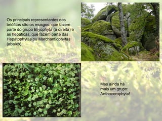 Os principais representantes das
briófitas são os musgos, que fazem
parte do grupo Bryophyta (à direita) e
as hepáticas, que fazem parte das
Hepatophytas ou Marchantiophytas
(abaixo).




                                         Mas ainda há
                                         mais um grupo:
                                         Anthocerophyta!
 