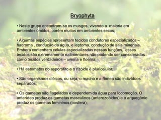 Bryophyta
• Neste grupo encontram-se os musgos, vivendo a maioria em
ambientes úmidos, porém muitos em ambientes secos;

• Algumas espécies apresentam tecidos condutores especializados –
hadroma , condução de água, e leptoma, condução de sais mineriais.
Embora contenham células especializadas nessas funções, esses
tecidos são extremamente rudimentares não podendo ser considerados
como tecidos verdadeiros – xilema e floema;

• Há estômatos no esporófito e o rizóide é pluricelular;

• São organismos dióicos, ou seja, o macho e a fêmea são indivíduos
separados;

• Os gametas são flagelados e dependem da água para locomoção. O
anterídeo produz os gametas masculinos (anterozoóides) e o arquegônio
produz os gametas femininos (oosfera);
 
