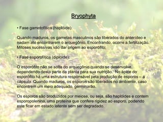 Bryophyta

• Fase gametofítica (haplóide):

Quando maduros, os gametas masculinos são liberados do anterídeo e
nadam até encontrarem o arquegônio. Encontrando, ocorre a fertilização.
Mitoses sucessivas vão dar origem ao esporófito;

• Fase esporofítica (diplóide):

O esporófito não se solta do arquegônio quando se desenvolve,
dependendo desta parte da planta para sua nutrição. No ápice do
esporófito há uma estrutura responsável pela produção de esporos – a
cápsula. Quando maduros, os esporos são liberados no ambiente, caso
encontrem um meio adequado, germinarão.

Os esporos são produzidos por meiose, ou seja, são haplóides e contem
esporopolenina, uma proteína que confere rigidez ao esporo, podendo
este ficar em estado latente sem ser degradado.
 